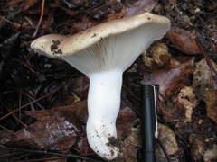 Russula densifolia