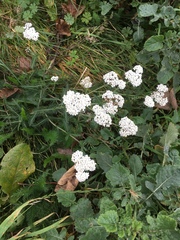 Achillea millefolium