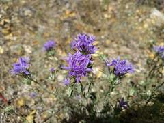 Eriastrum densifolium