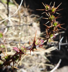Berberis tsarica