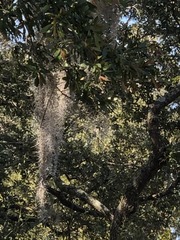 Tillandsia usneoides