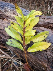 Lonicera involucrata