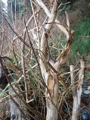Lonicera involucrata