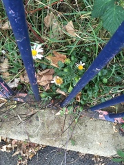 Leucanthemum vulgare