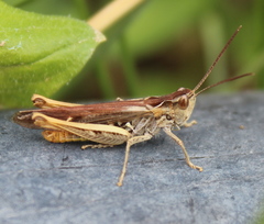 Chorthippus maritimus maritimus