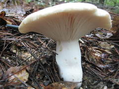 Russula densifolia