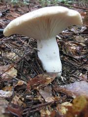Russula densifolia