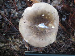 Russula densifolia