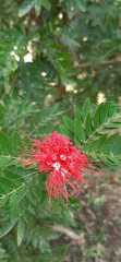 Calliandra californica
