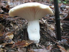 Russula densifolia
