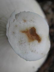 Russula densifolia