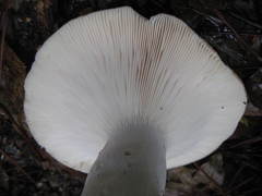Russula densifolia
