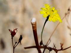 Crepis fraasii