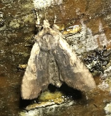 Lithophane hemina