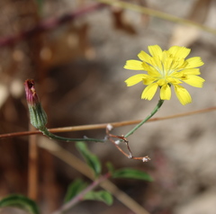 Crepis fraasii