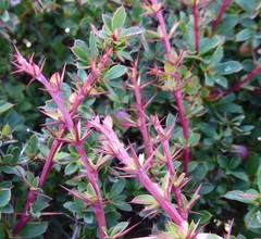 Berberis tsarica