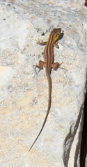 Lacerta trilineata polylepidota