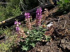 Lupinus cervinus