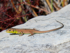 Lacerta trilineata polylepidota