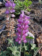 Lupinus cervinus