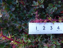 Berberis tsarica