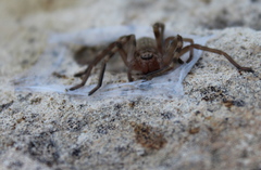 Eusparassus walckenaeri