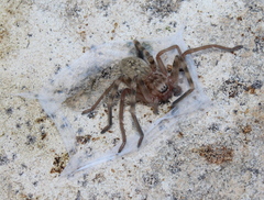 Eusparassus walckenaeri