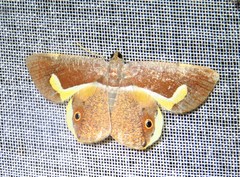 Opisthoxia