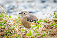 Phoenicurus auroreus auroreus