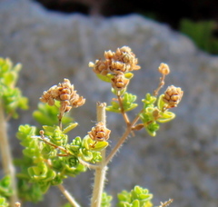Origanum onites