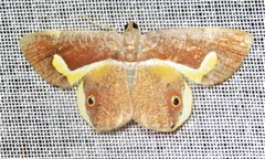 Opisthoxia