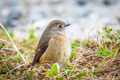 Phoenicurus auroreus auroreus