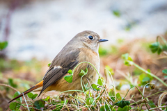 Phoenicurus auroreus auroreus