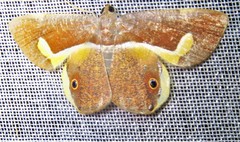Opisthoxia