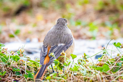 Phoenicurus auroreus auroreus