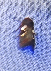 Calymniodes