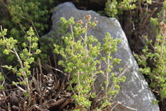 Origanum onites