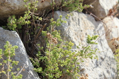 Origanum onites