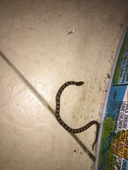 Stenorrhina degenhardtii