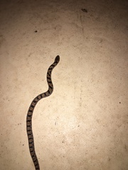 Stenorrhina degenhardtii