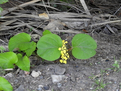 Stigmaphyllon bonariense