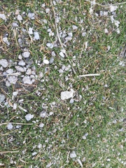Zoysia minima