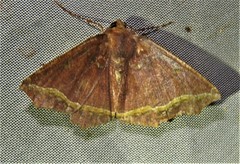 Synnomos firmamentaria