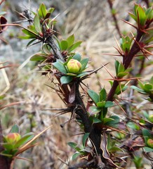 Berberis tsarica