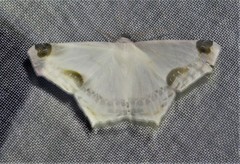 Sericoptera