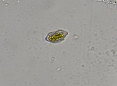 Surirella