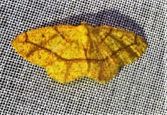 Periclina syctaria