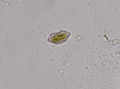 Surirella