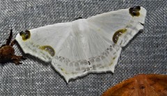 Sericoptera