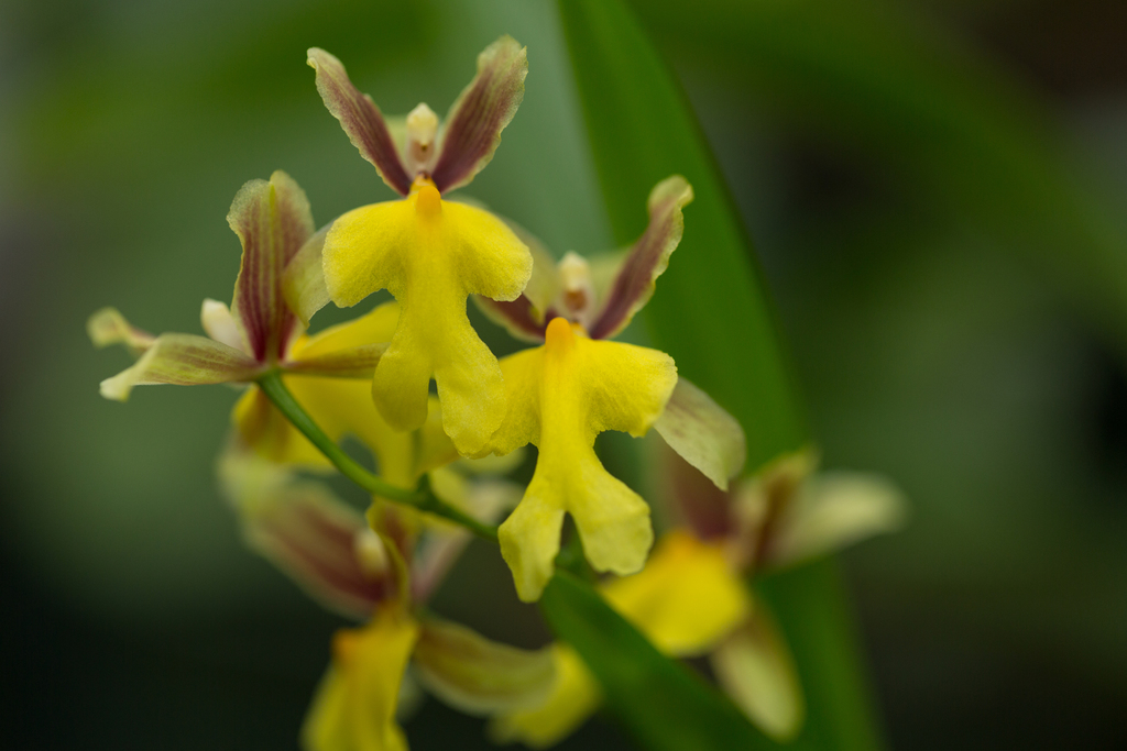 Oncidium ghiesbreghtianum